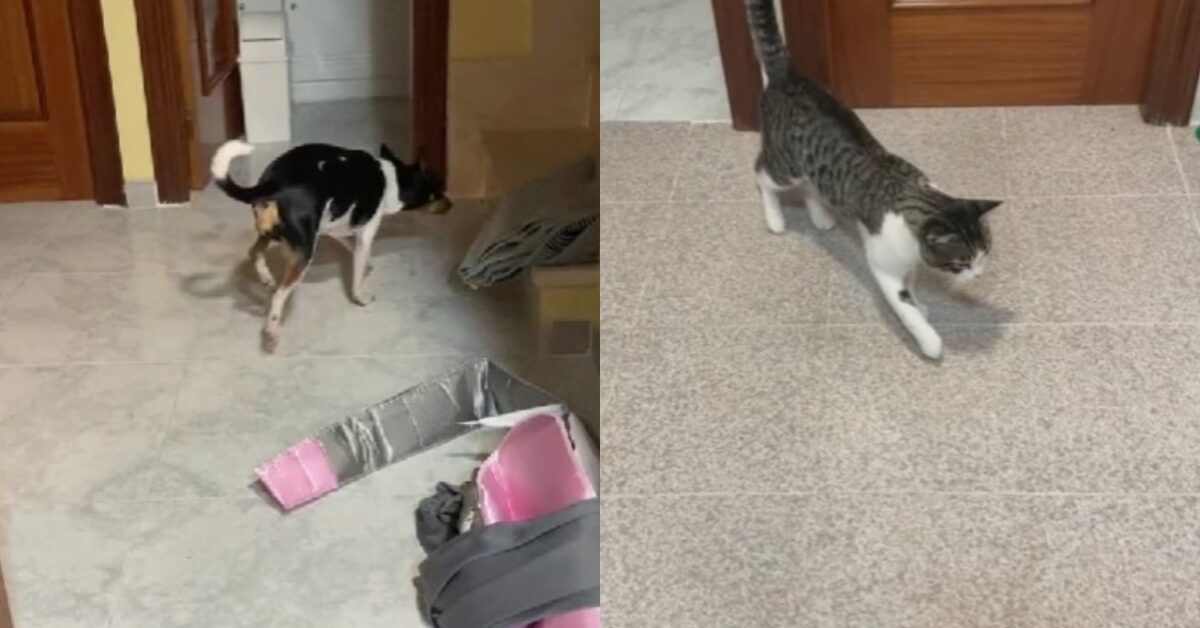 Un cane zoppicante e la reazione sorprendente di un gatto che diventa virale