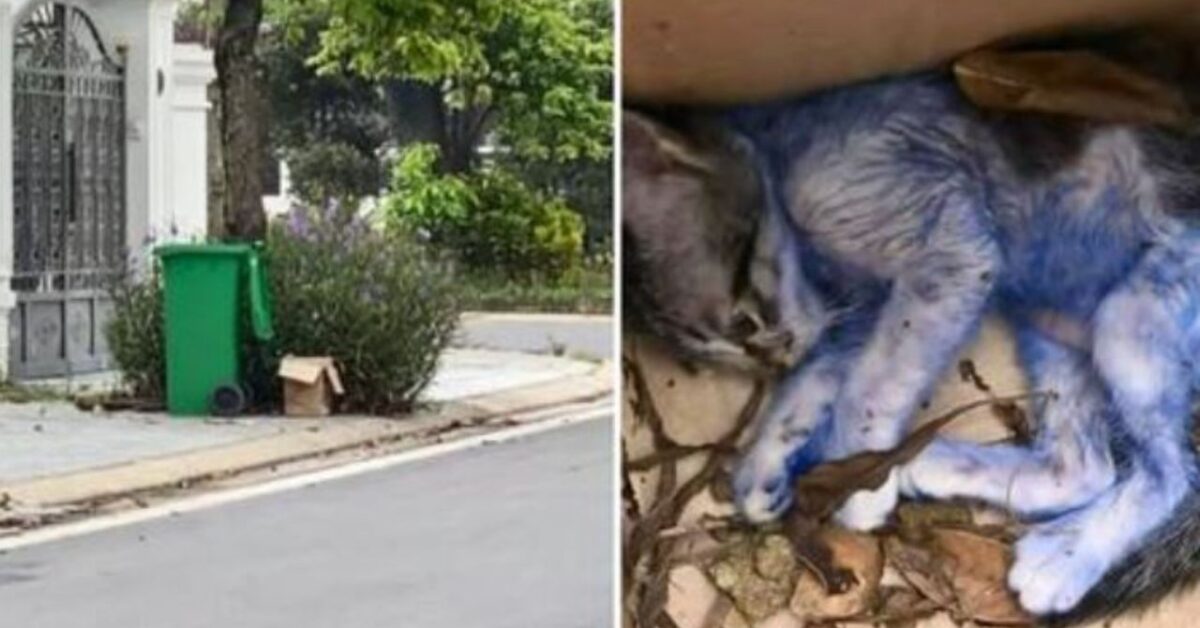 Un gattino dipinto di blu trovato nel bidone della spazzatura e salvato da un passante