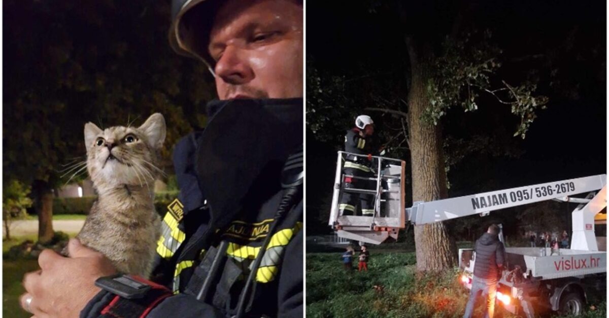 Gattino salvato da un albero dai vigili del fuoco trova una nuova casa