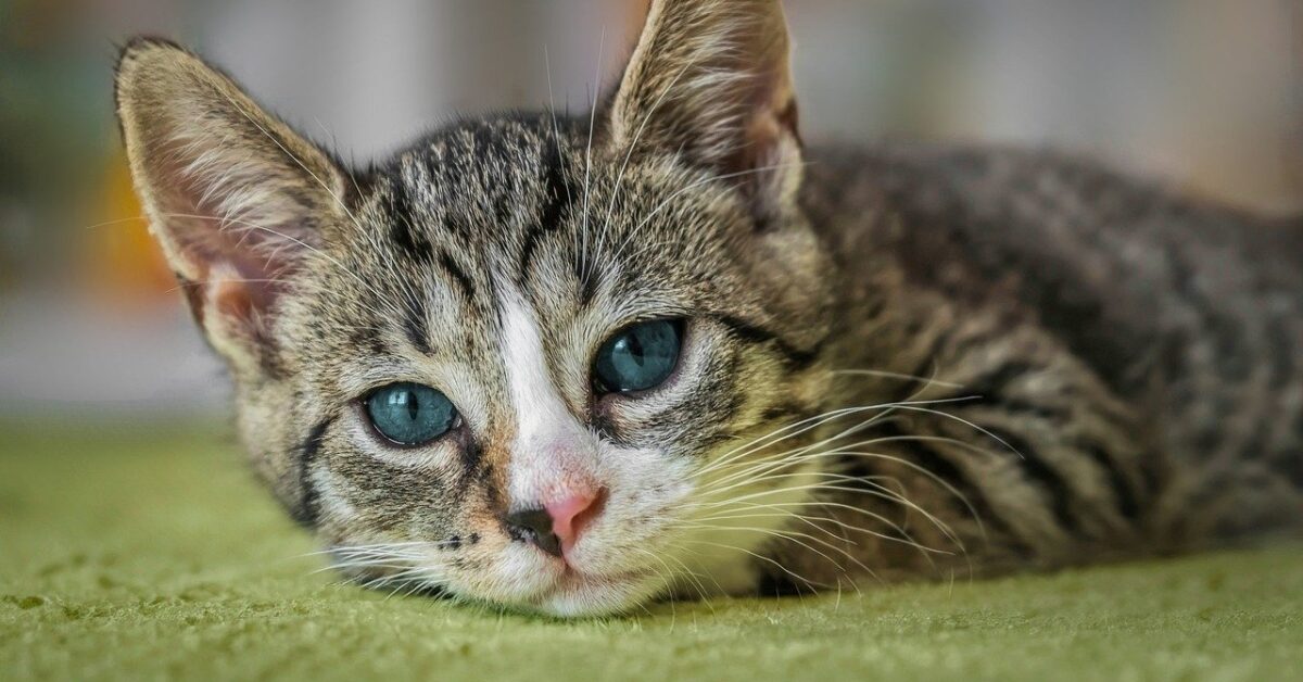 Gatto trovato morto a causa di un petardo: si cercano i responsabili dell’accaduto.