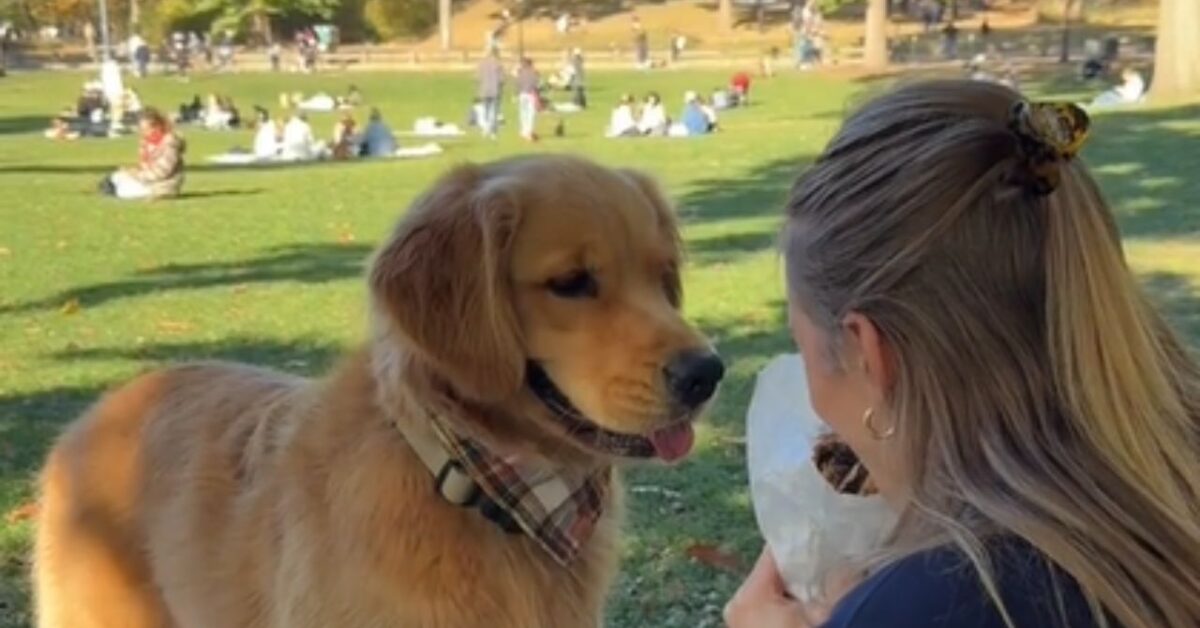 Golden Retriever, con le strategie che mette in pratica, ottiene sempre ciò che desidera e il web impazzisce per lui