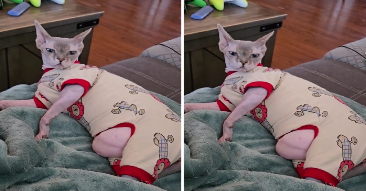 Il video del gatto Sphynx in pigiama diventa virale: la pancetta di Rue fa impazzire il web