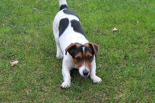 -simil-Jack-Russell