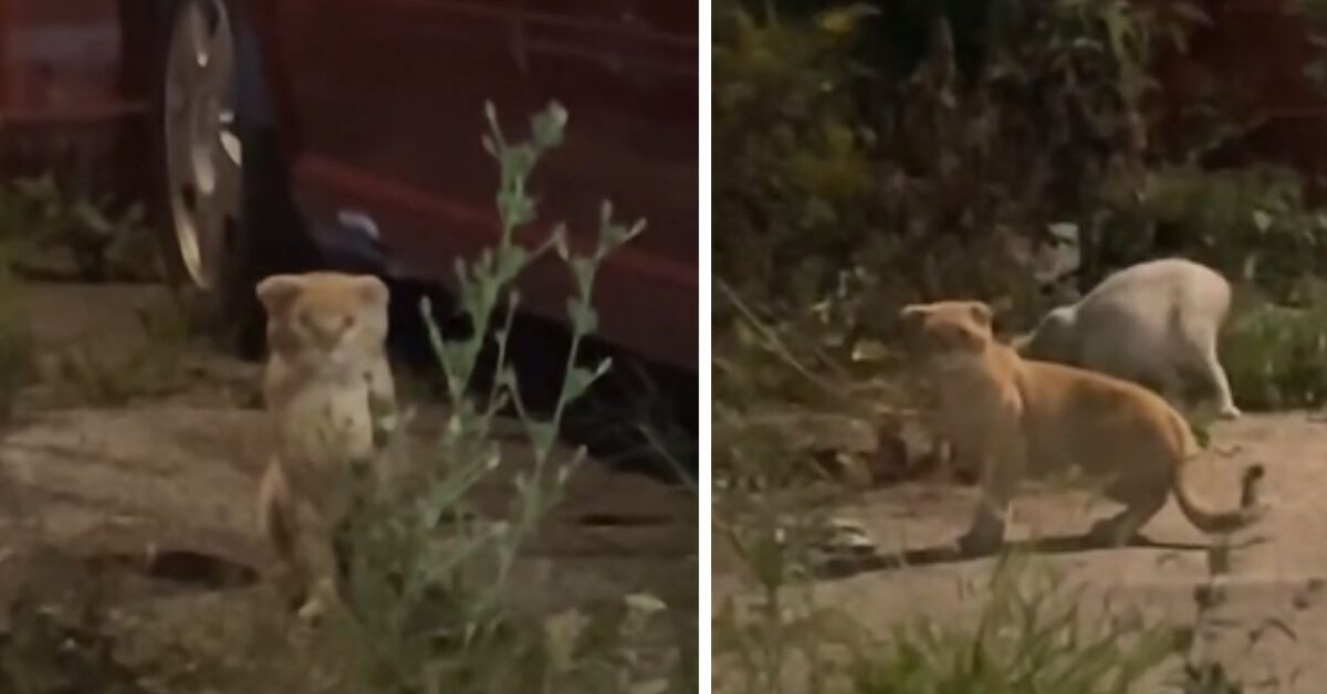 Leo gatto eroe, dà l’allarme e salva una colonia intera di gattini