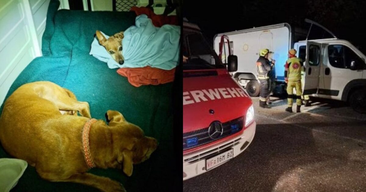 Proprietario coinvolto in incidente: animali trovati bloccati nel camper