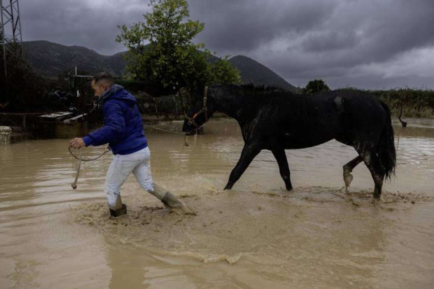 Alluvione Valencia: sono quasi 3.000 animali morti