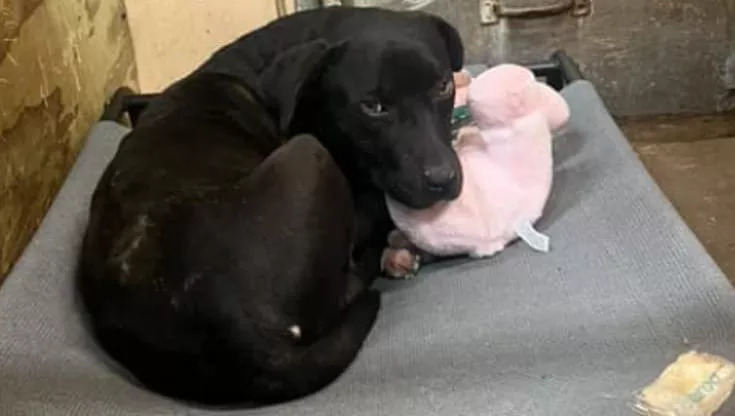 Levi, abbandonato in una casa vuota ha rischiato di morire di fame, il cagnolino ha trovato conforto ora in un peluche