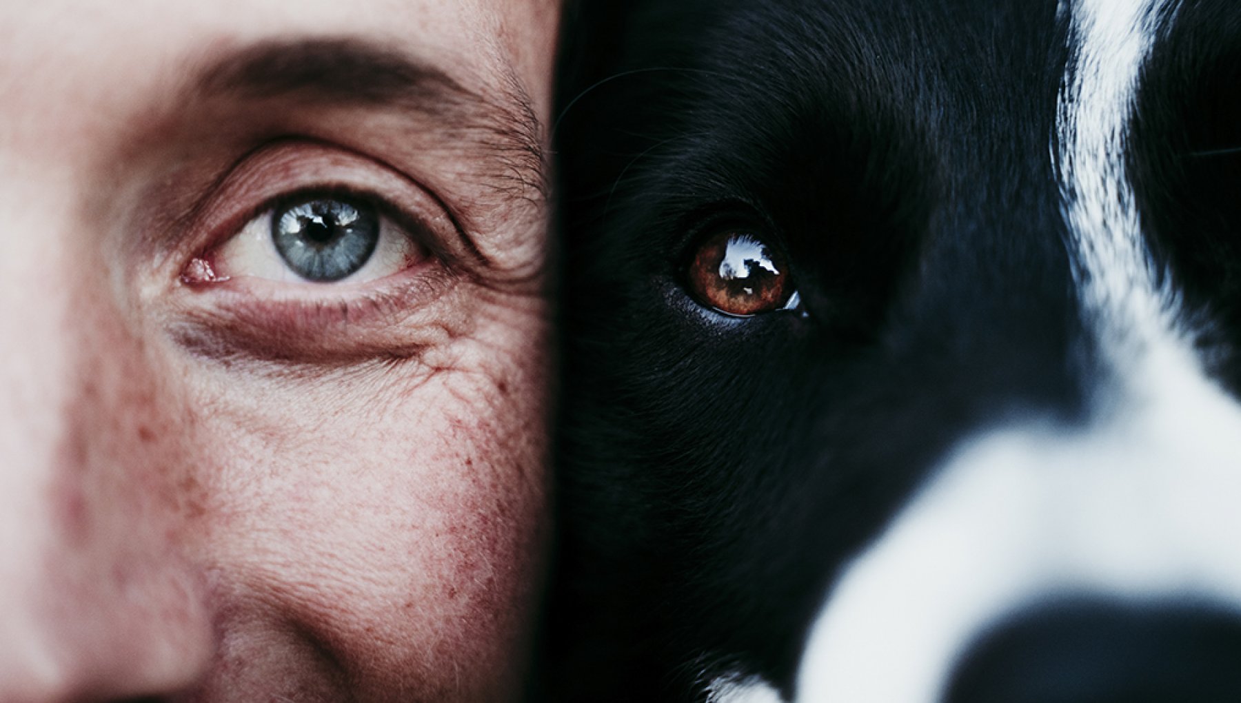 La vista dei cani tra mito e realtà, è vero che i cani vedono bianco e nero?