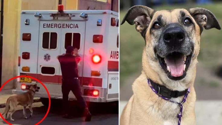 Il cane Toño insegue l’ambulanza per due Km stare accanto al suo proprietario portato via d’urgenza