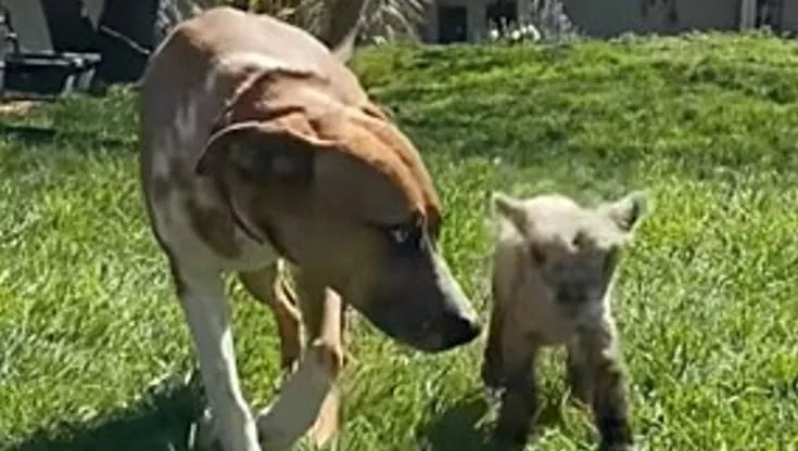 Un legame speciale: l’amicizia tra Max, il cane, e Beau, l’agnello rifiutato dalla madre