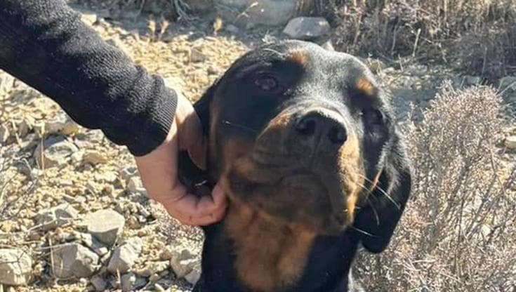 Cagnolina ritrovata in un deserto viene adottata da un ciclista che non sa che sta salvando cinque vite