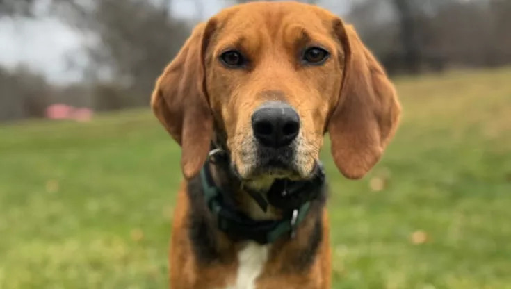 L’ultimo dono d’amore prima dell’addio, il cane Rue e la sua lunga lista di regali per Natale