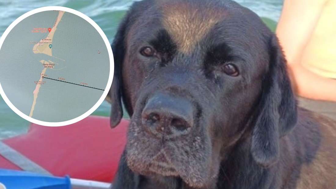 Un incredibile atto di resistenza e coraggio: Ziggy, un labrador di 8 anni, nuota per quasi 6 km per ritrovare i suoi cari.