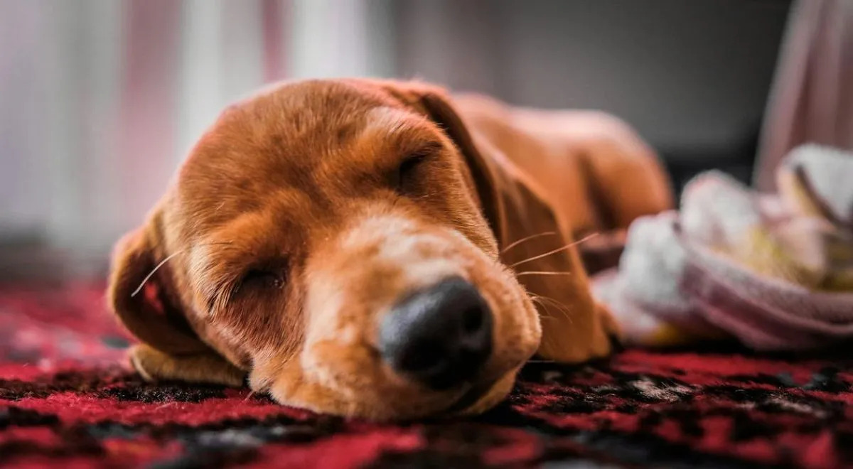 Ospedale esaudisce il desiderio di un paziente terminale, un ultimo saluto alla sua cagnolina