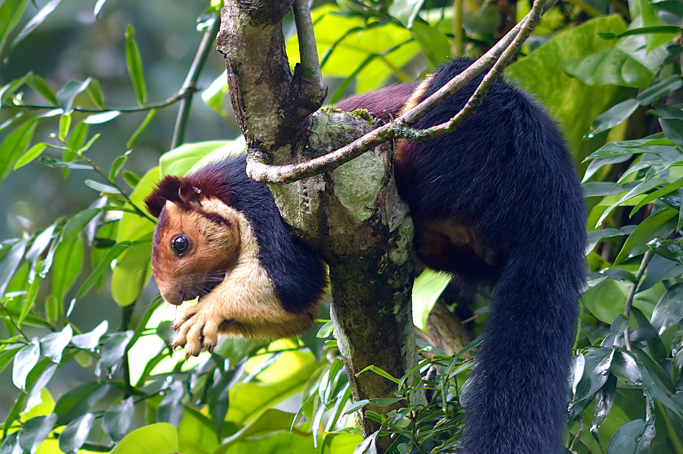 Ratufa indica: lo straordinario scoiattolo gigante dal colore blu delle foreste dell’India