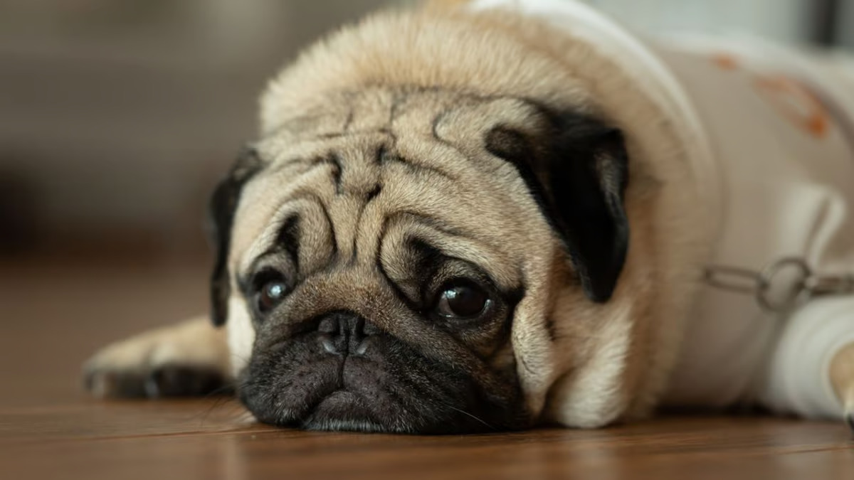 Un cane che appare triste potrebbe nascondere cause emotive, fisiche o ambientali. Scopri i segnali e i modi per migliorare il suo benessere.