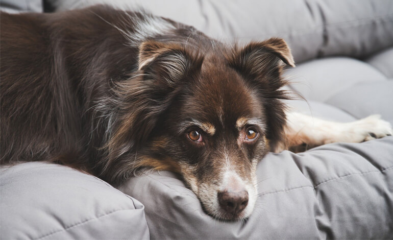 La morte di un cane lascia un vuoto profondo, non solo nei padroni, ma anche nel compagno a quattro zampe che condivideva la sua vita.