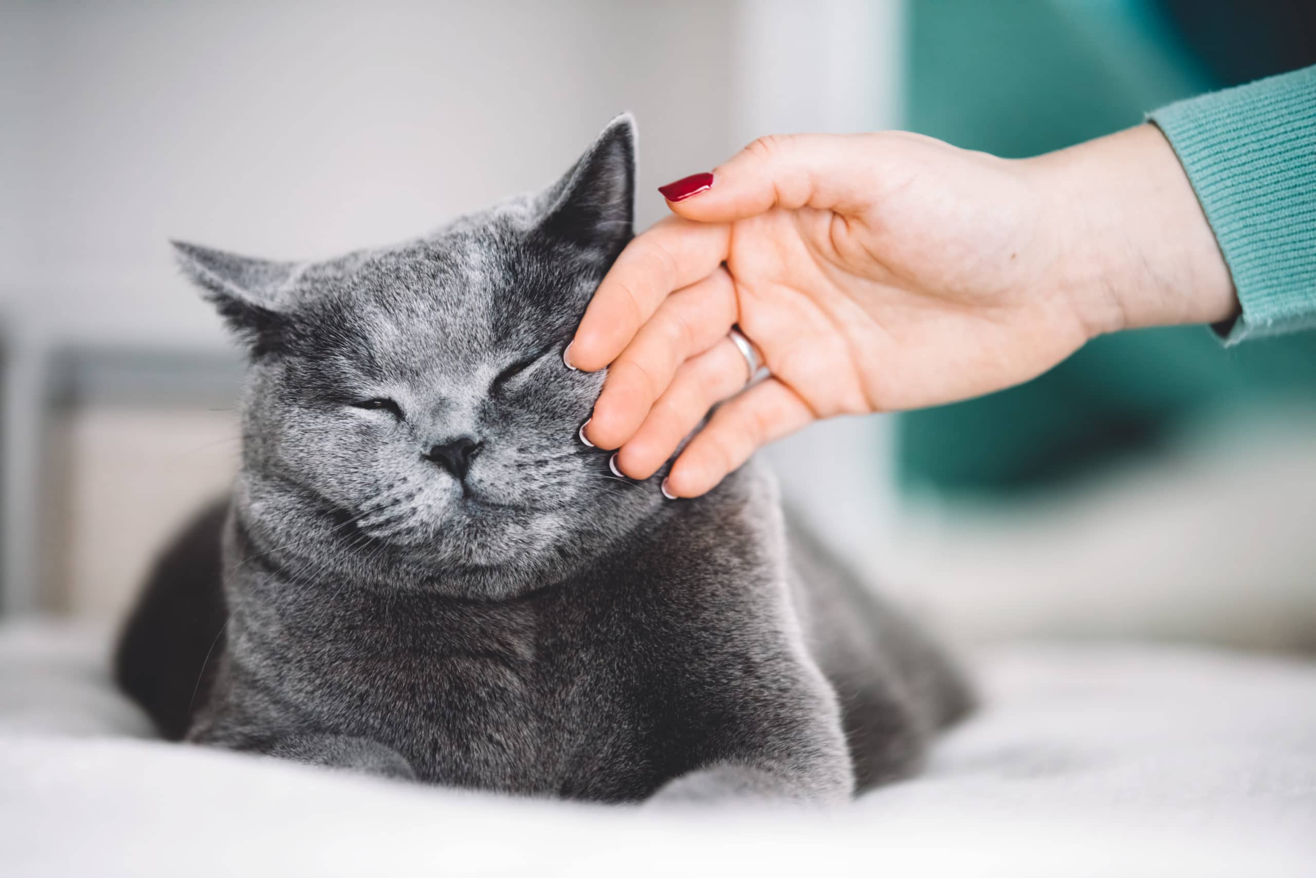 Il gatto e la sua sensibilità: come capisce quando stai male