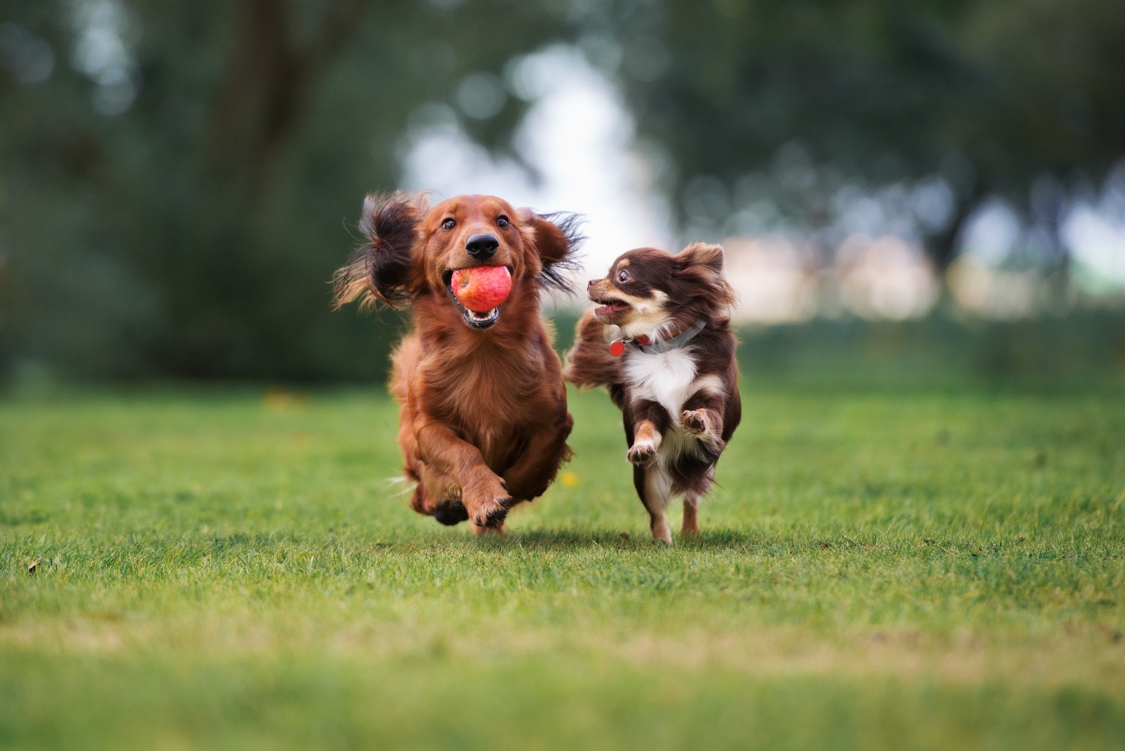 I cani, soprattutto i cuccioli, giocano spesso a combattere: un comportamento naturale ma a volte difficile da decifrare. Ecco come distinguere il gioco dall’aggressività.