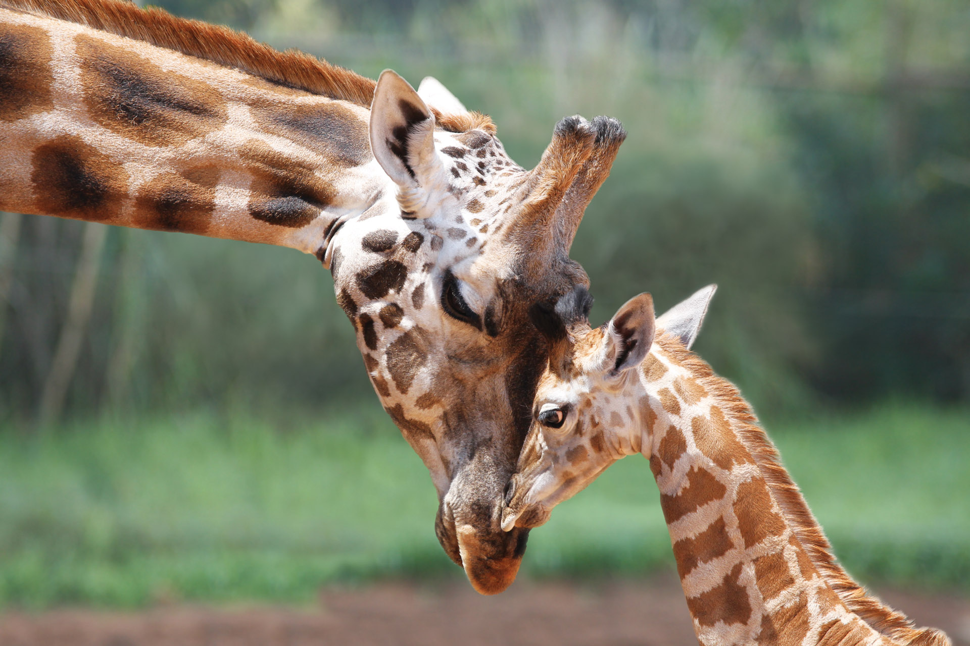 Le giraffe sono a rischio estinzione, -40% in soli 30 anni