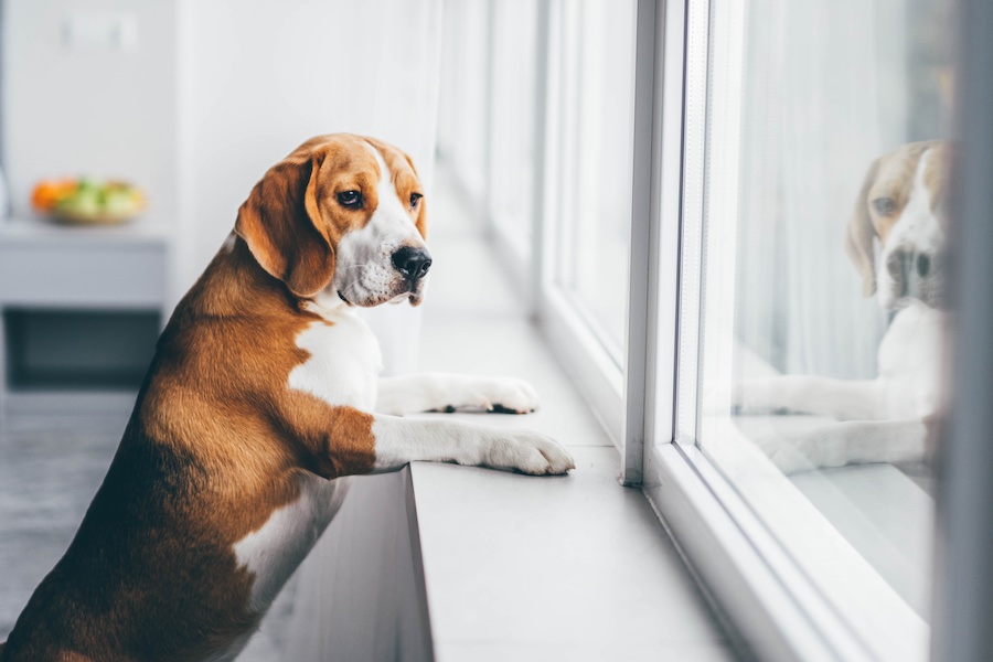 I cani e il tempo: come percepiscono lo scorrere della giornata