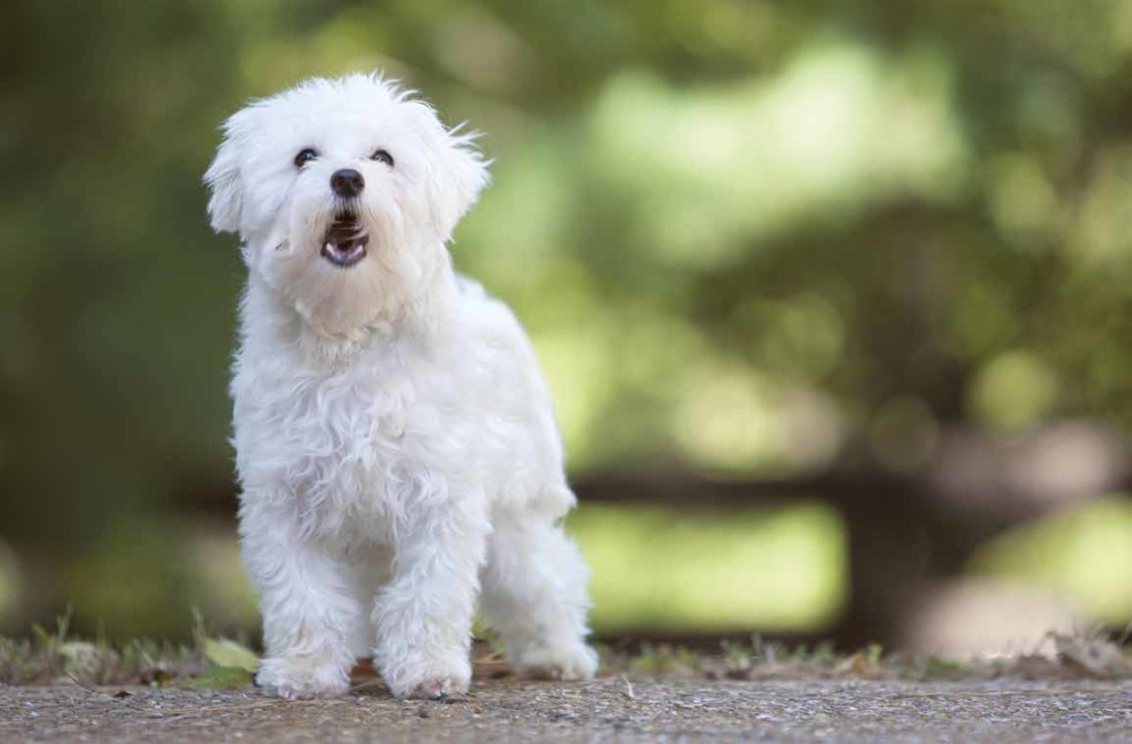 Le razze di cani più affettuose: dieci amici a quattro zampe pronti a donare amore incondizionato