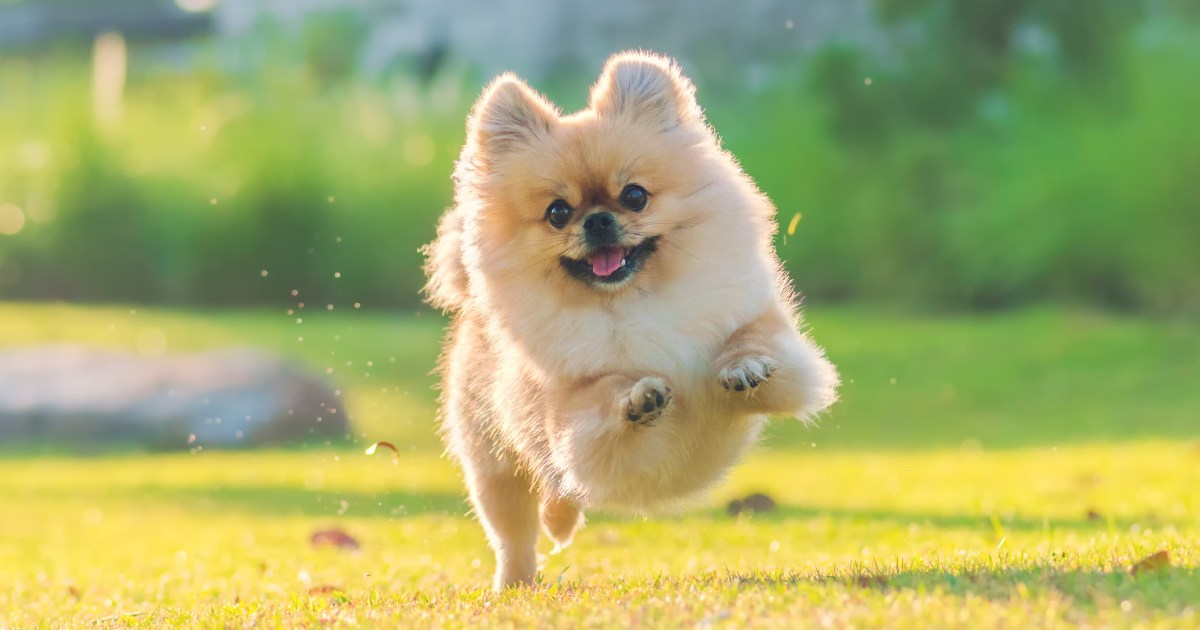 Cosa succede ai cani dopo la morte? La leggenda del Ponte dell’Arcobaleno