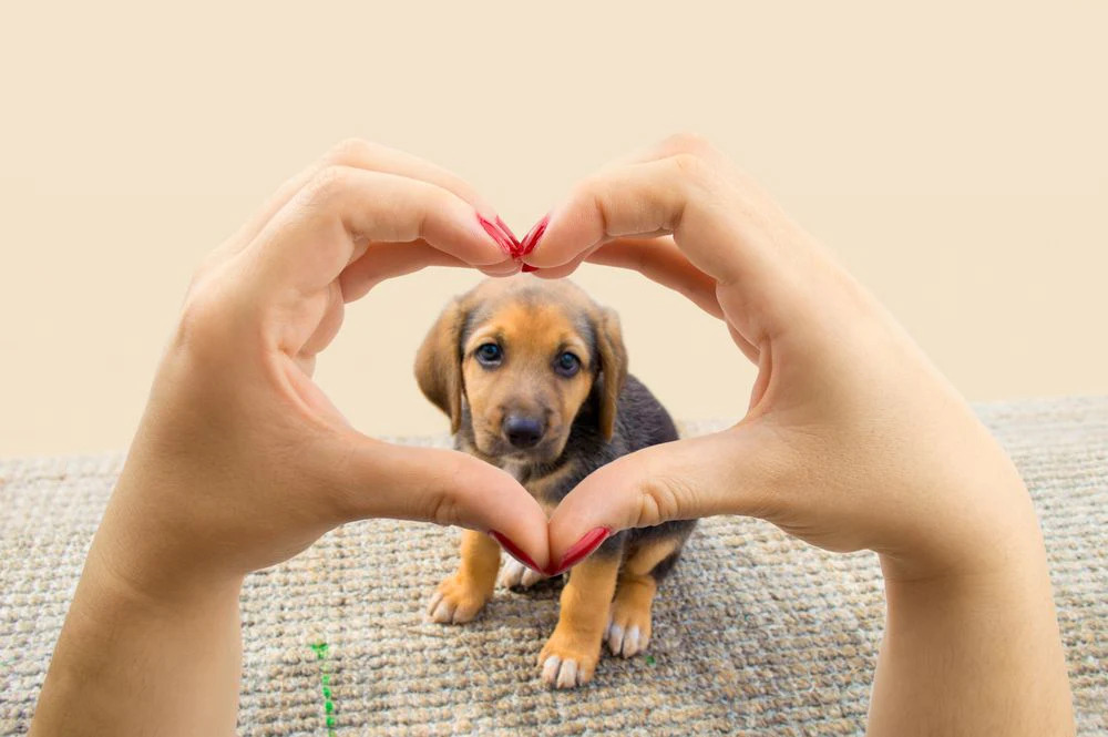 Il legame affettivo con un cane non è solo normale, ma porta benefici concreti alla salute fisica e mentale. Ecco cosa dice la scienza.