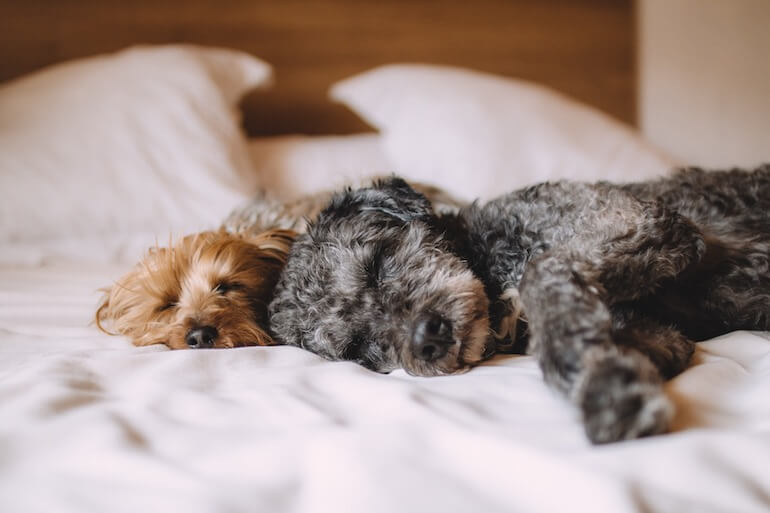 Molti di noi, per affetto o comodità, scelgono di dormire con i propri animali domestici. Ma questa abitudine è davvero vantaggiosa? Esaminiamo i benefici e i rischi.