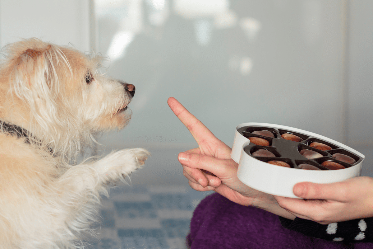 Cioccolato e cani: perché è pericoloso e cosa fare in caso di ingestione