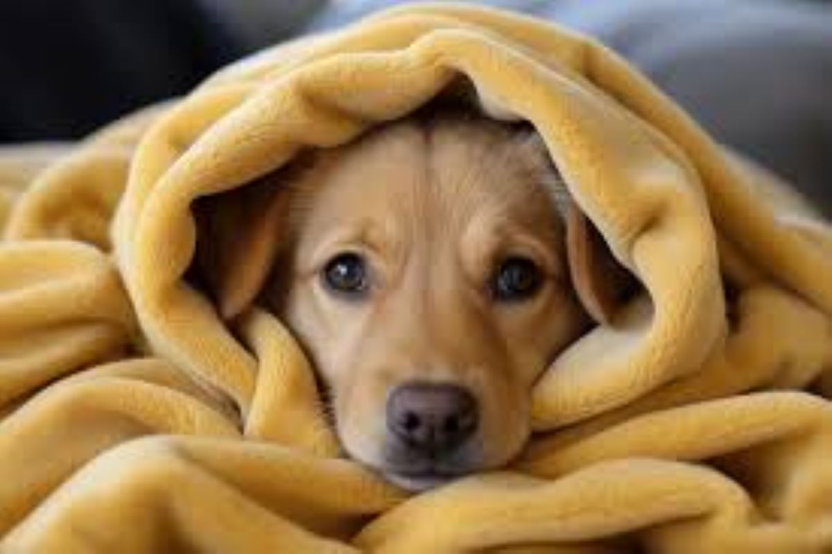 I cani possono dormire all’aperto in inverno? Fattori da considerare