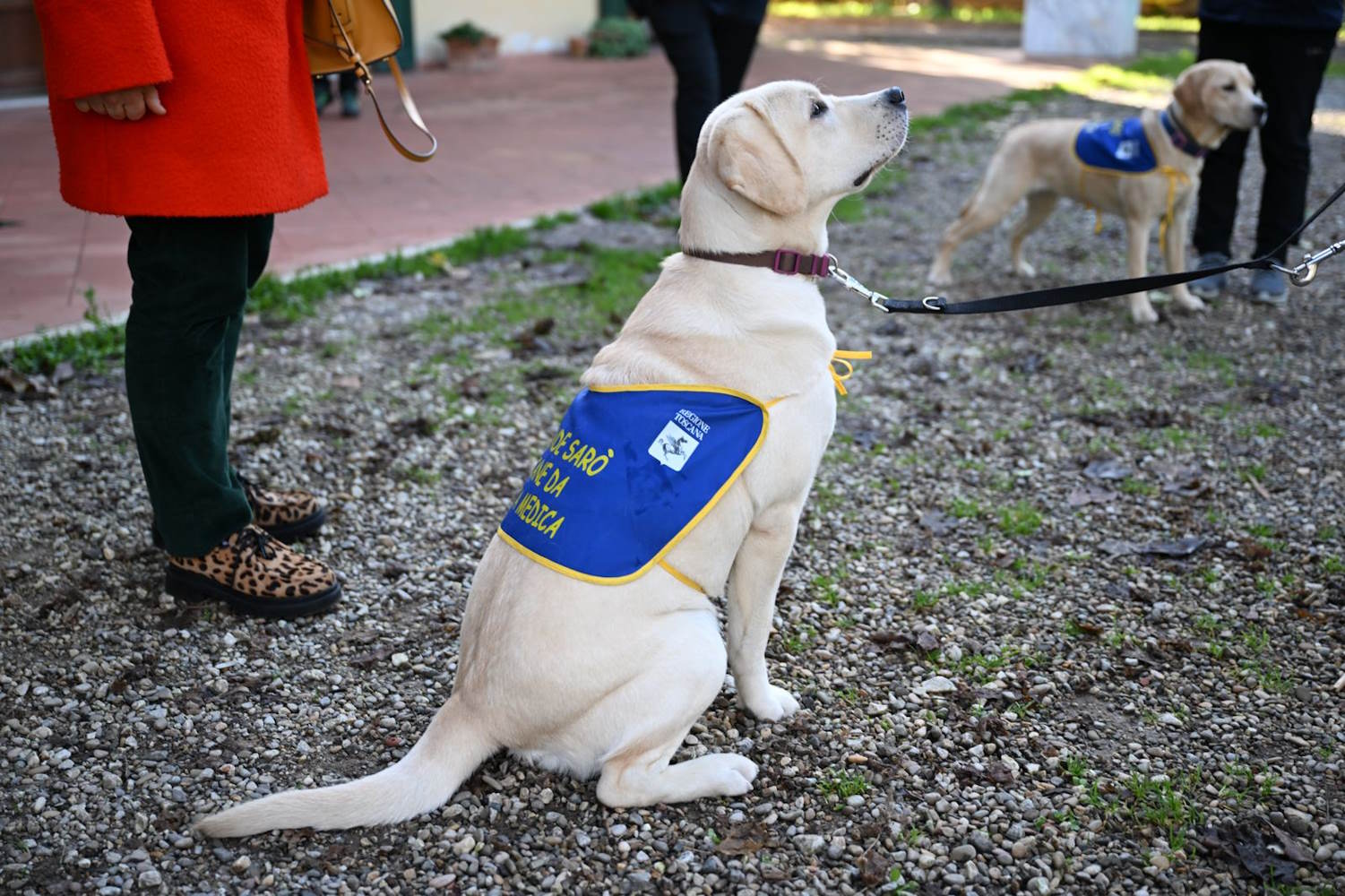 La cagnolina Lea rileva in anticipo le crisi nei bambini diabetici e ha già realizzato il suo primo “miracolo di Natale”