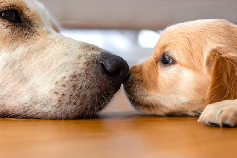 Come Conoscere Let Di Un Cane Senza Sapere Quando Nato Il Mondo