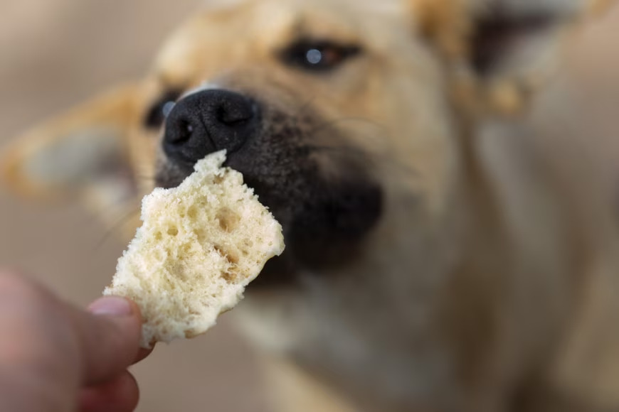 Pandoro e panettone: perché sono pericolosi per i cani e cosa fare in caso di ingestione