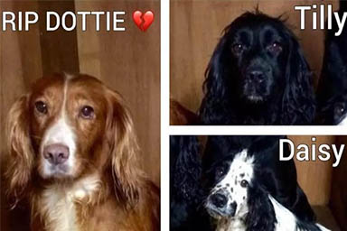 Rubano tre cani nel 2016: dopo otto anni,  Daisy riesce a tornare a casa