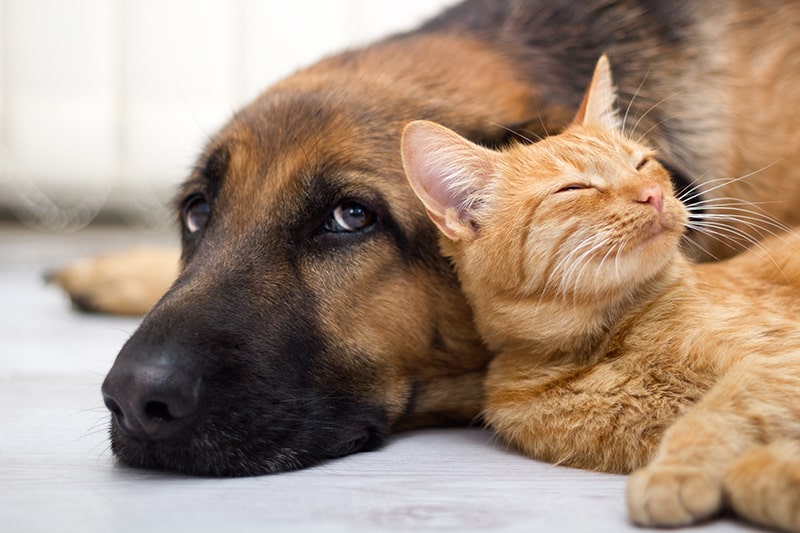 Cane e gatto insieme: come favorire una convivenza serena sotto lo stesso tetto