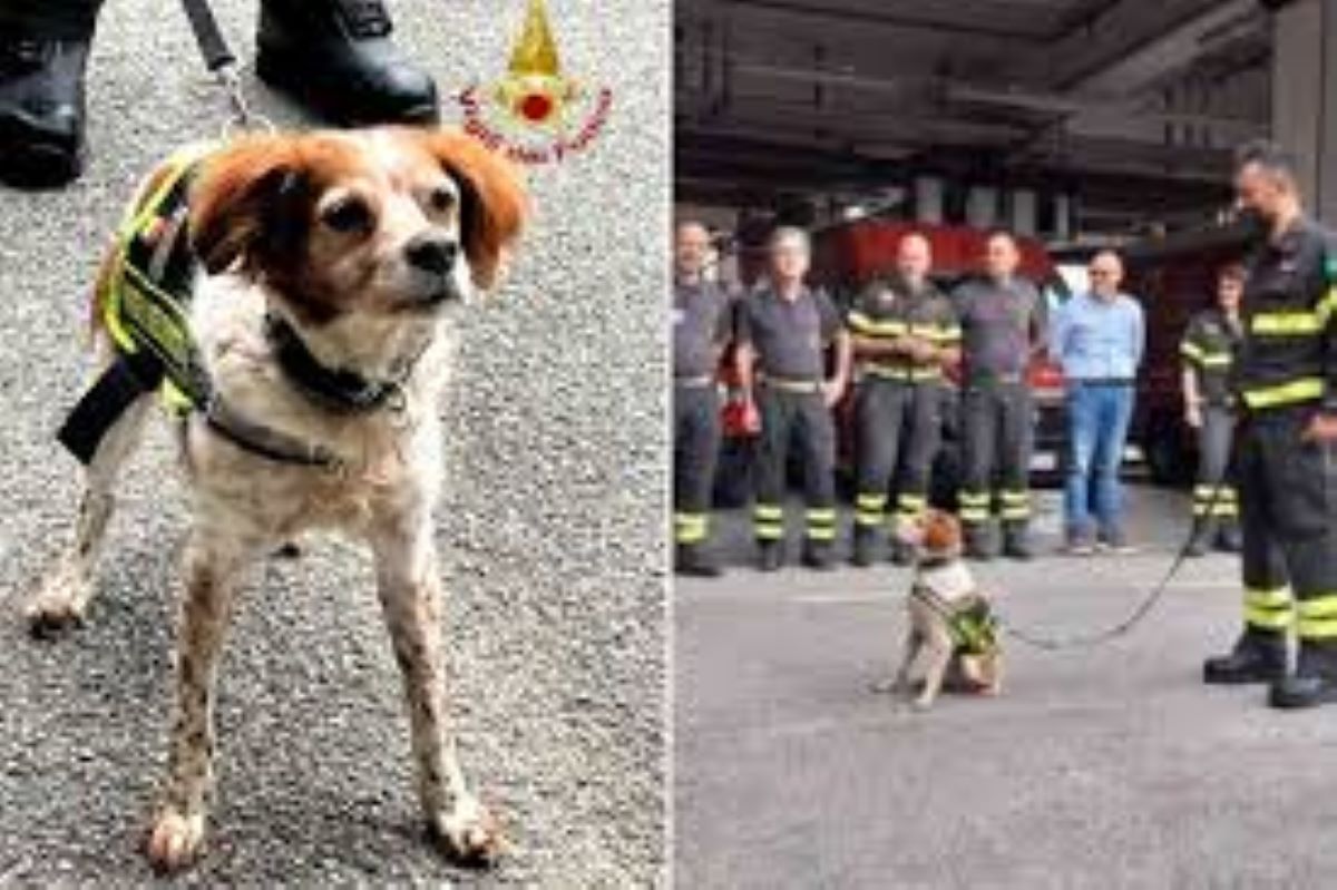 Foglia, il cane eroe dei Vigili del fuoco va in pensione dopo anni di salvataggi straordinari