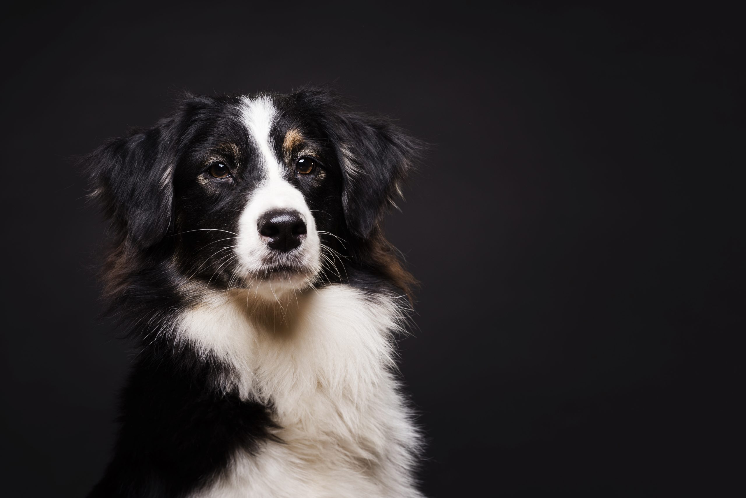 I cani riconoscono il nostro stress che condiziona il loro umore, lo studio di Bristol