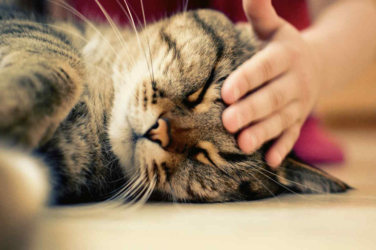 Gatti e comunicazione: il significato del gesto di chiudere gli occhi durante le coccole