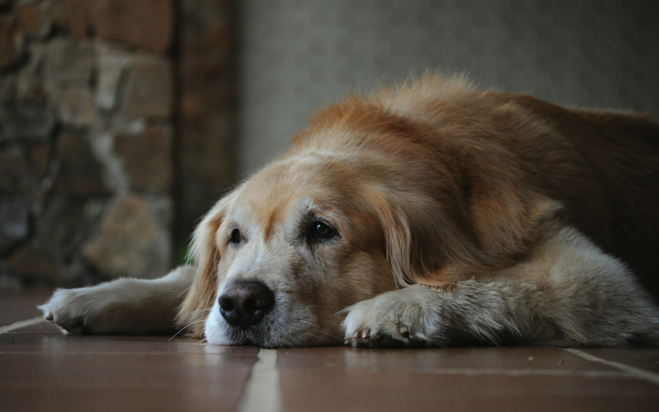 Quanti anni “umani” ha il tuo cane? Una guida per comprenderlo