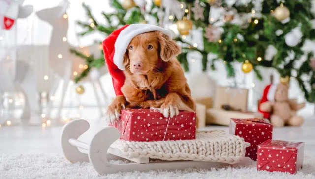 Panettone ai cani: perché è pericoloso e quali cibi natalizi sono consentiti