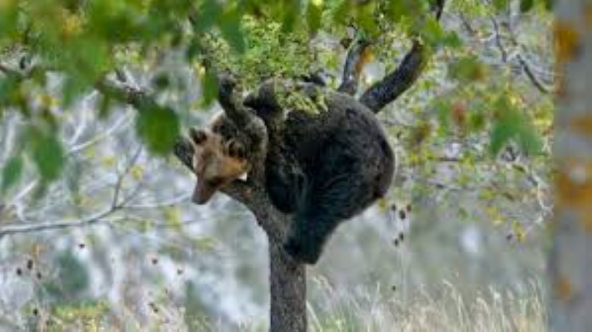 Battuta di caccia, cacciatore spara ad un orso che cade da un albero e con il suo peso lo uccide