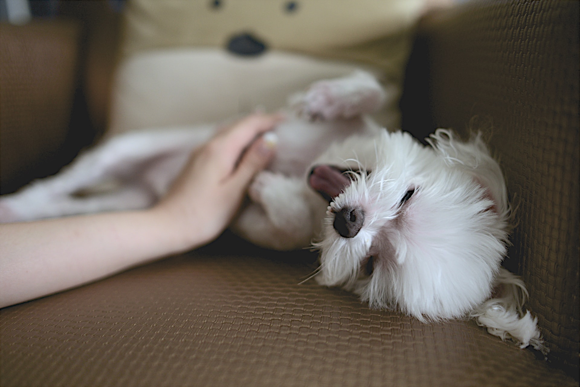 Cosa significa quando il cane ti lecca: affetto, comunicazione o disagio?