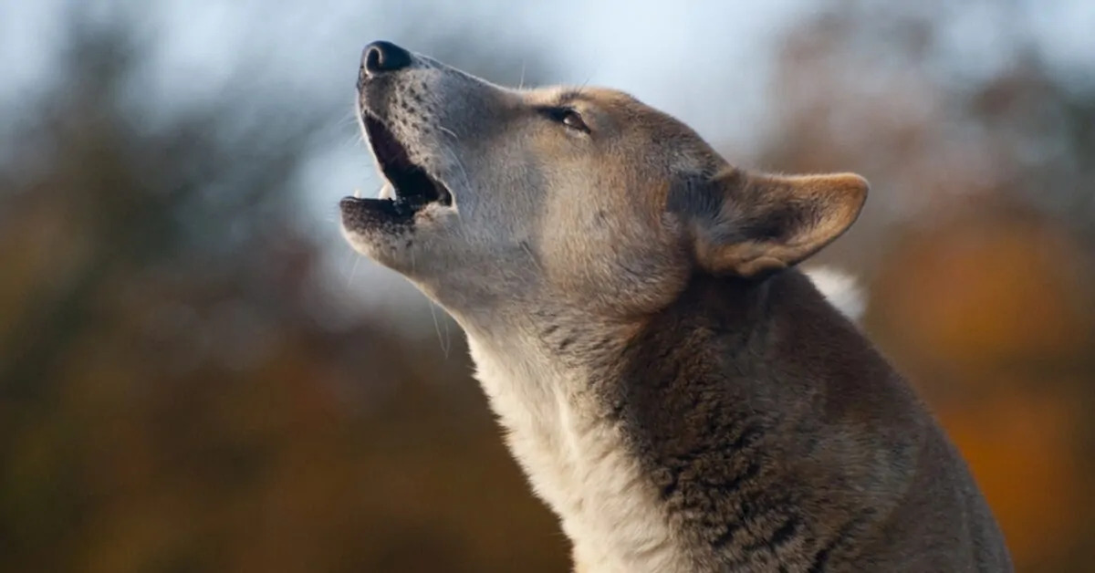 L'abbaiare di un cane al suono del campanello o alla porta è un comportamento comune. Scopriamo i motivi dietro questa reazione e come gestirla.