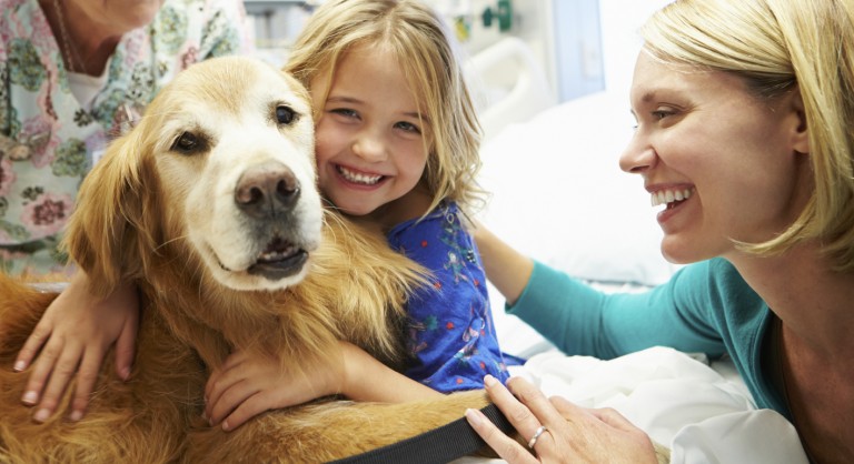 Prince, il Golden Retriever che porta conforto nella terapia intensiva dell’ospedale di Treviglio