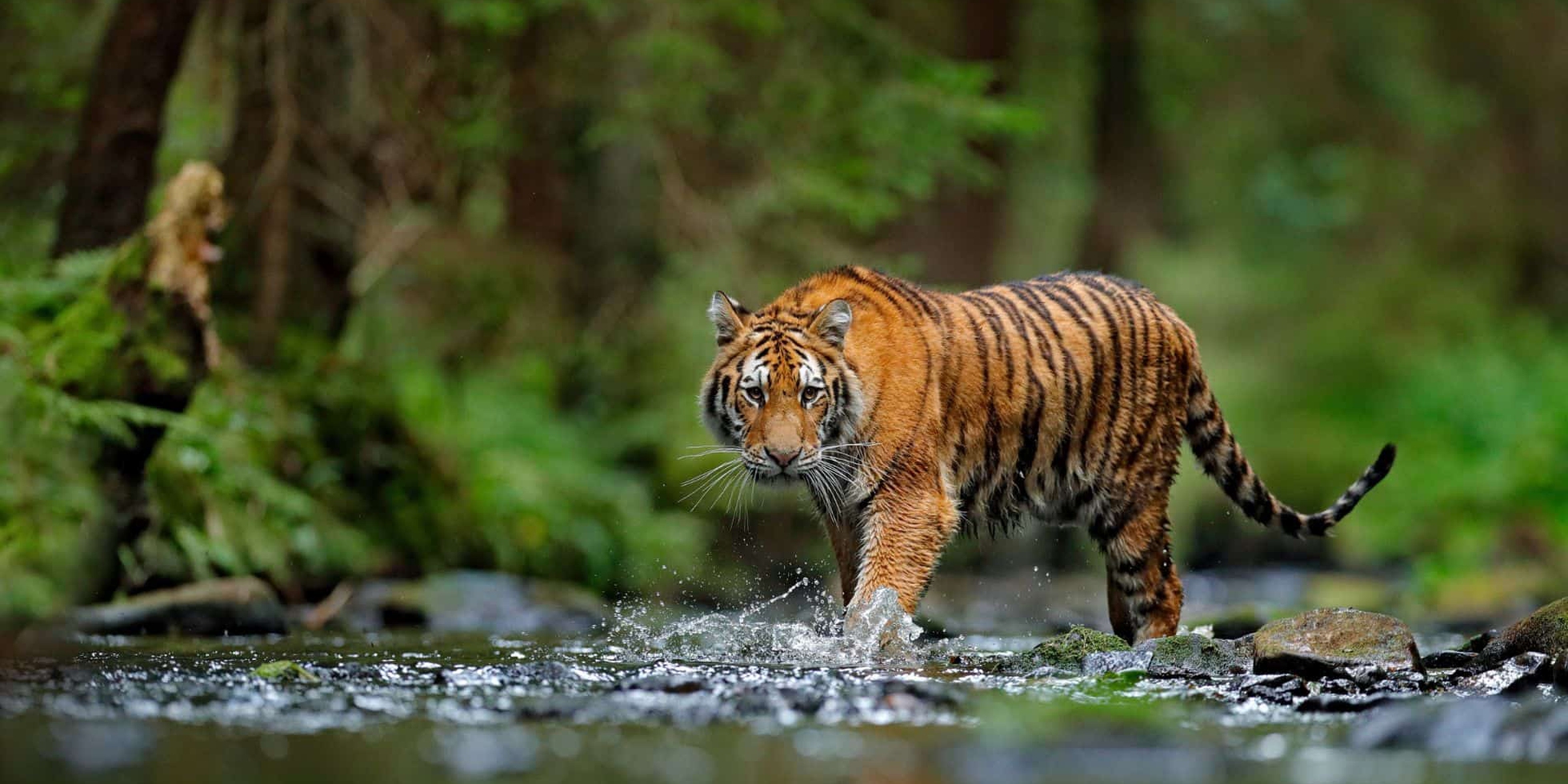 Due tigri dell’Amur reintrodotte nella riserva Ile-Balkhash, segnando il ritorno della specie in Kazakistan dopo oltre sette decenni di assenza.