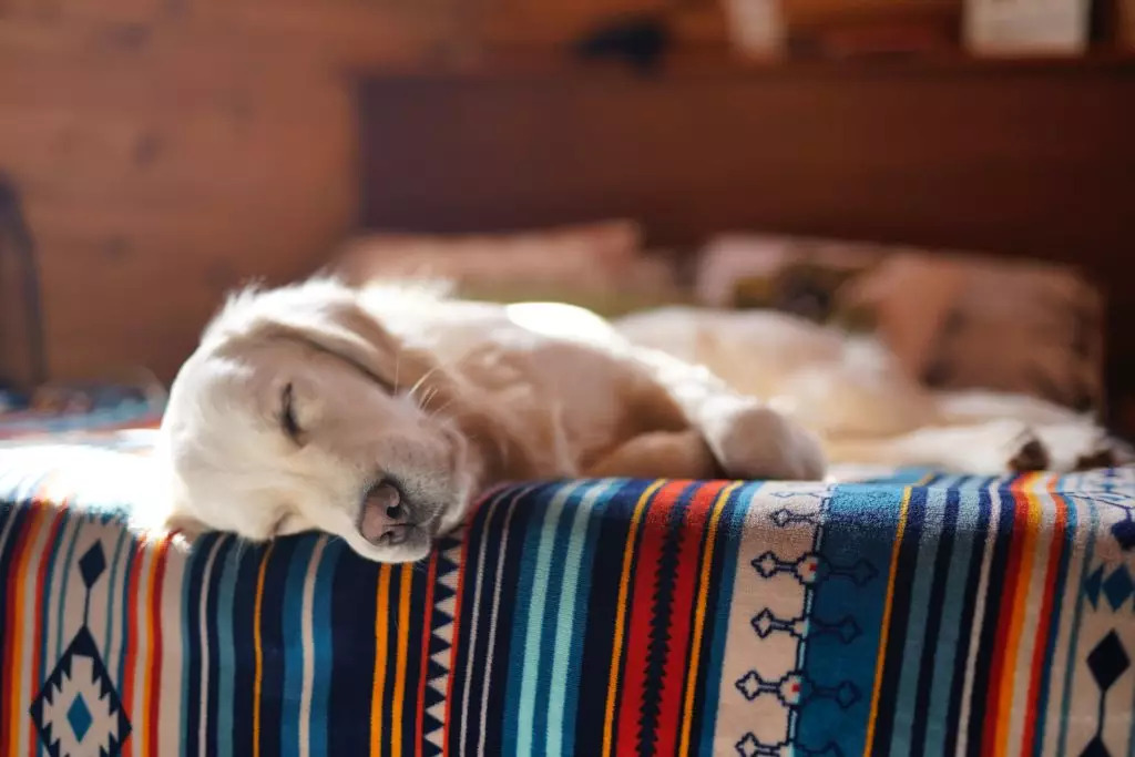 Il sonno è fondamentale per il benessere dei cani, ma un riposo eccessivo o anomalo potrebbe nascondere problemi di salute. Scopri cosa monitorare.