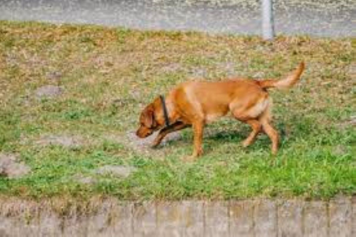 Attenzione ai tombini durante le passeggiate con il cane: rischi mortali per gli animali