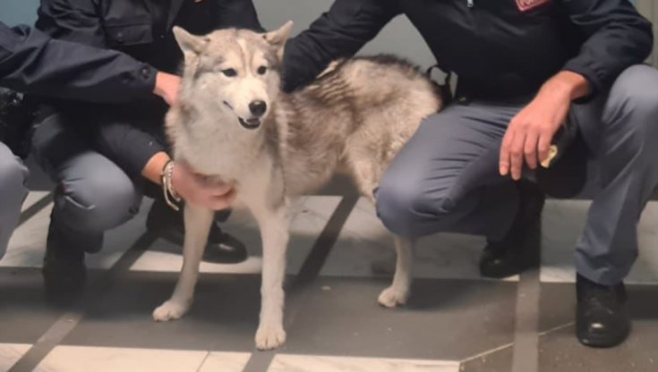 Husky smarrito viene arruolato nella Polizia e riesce a ritrovare il proprietario