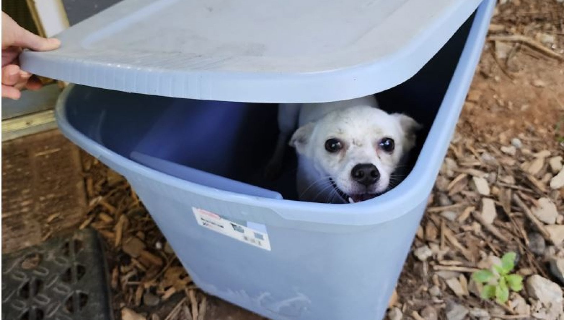 Clover, il cagnolino abbandonato in un contenitore sotto il sole cocente: salvato e ora inizia una nuova vita